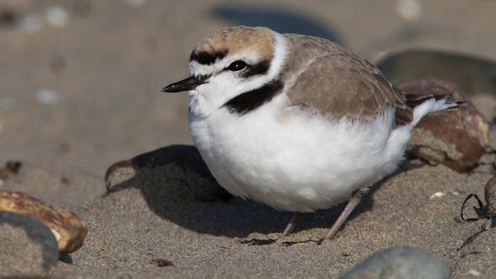 A small, plump bird with a white belly and brownish wings (Western Snowy Plover), positioned on sandy ground amid pebbles.