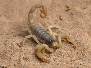 May contain: animal, insect, invertebrate, and scorpion