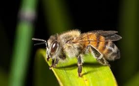 A close-up of a bee perched on a green leaf.
