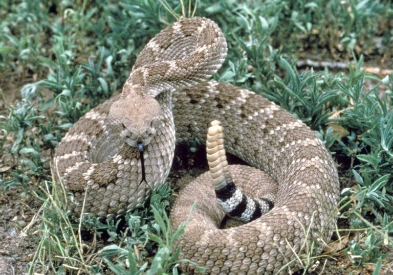 A coiled rattlesnake in grass, poised with its rattle raised.