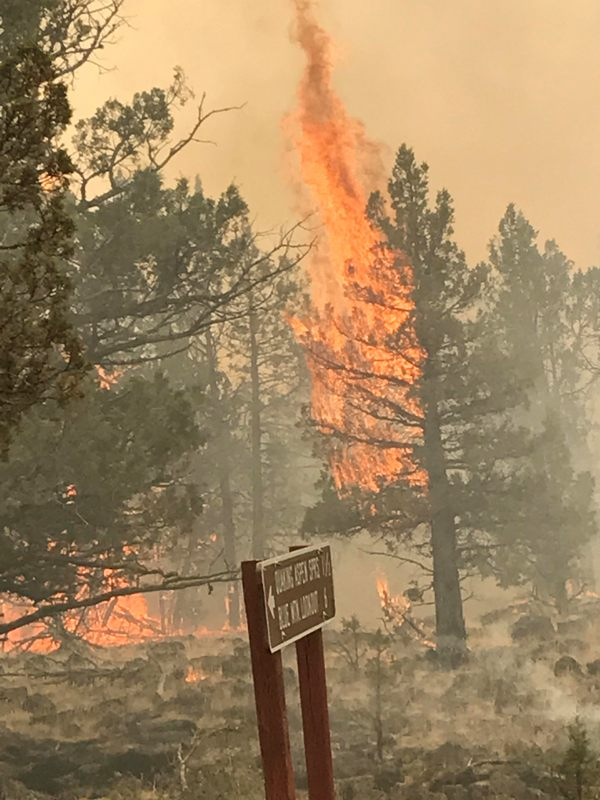 May contain: fire and forest fire