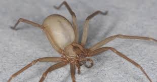 A close-up image of a brown spider on a light surface.