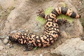 A Gila monster resting on a rock surface.