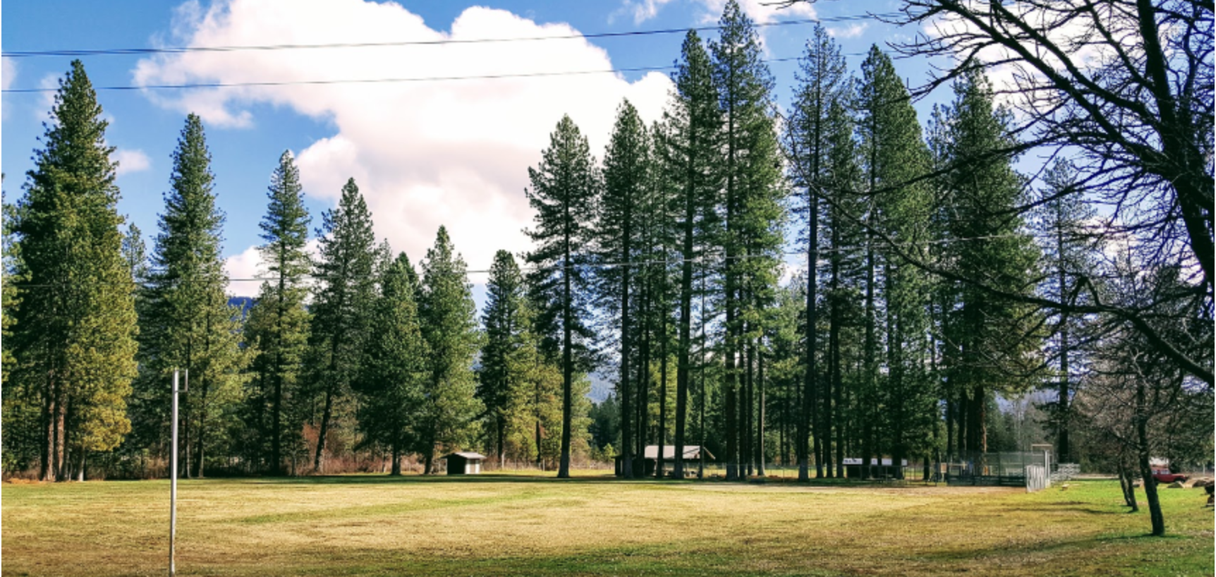 May contain: tree, plant, grass, abies, fir, and pine