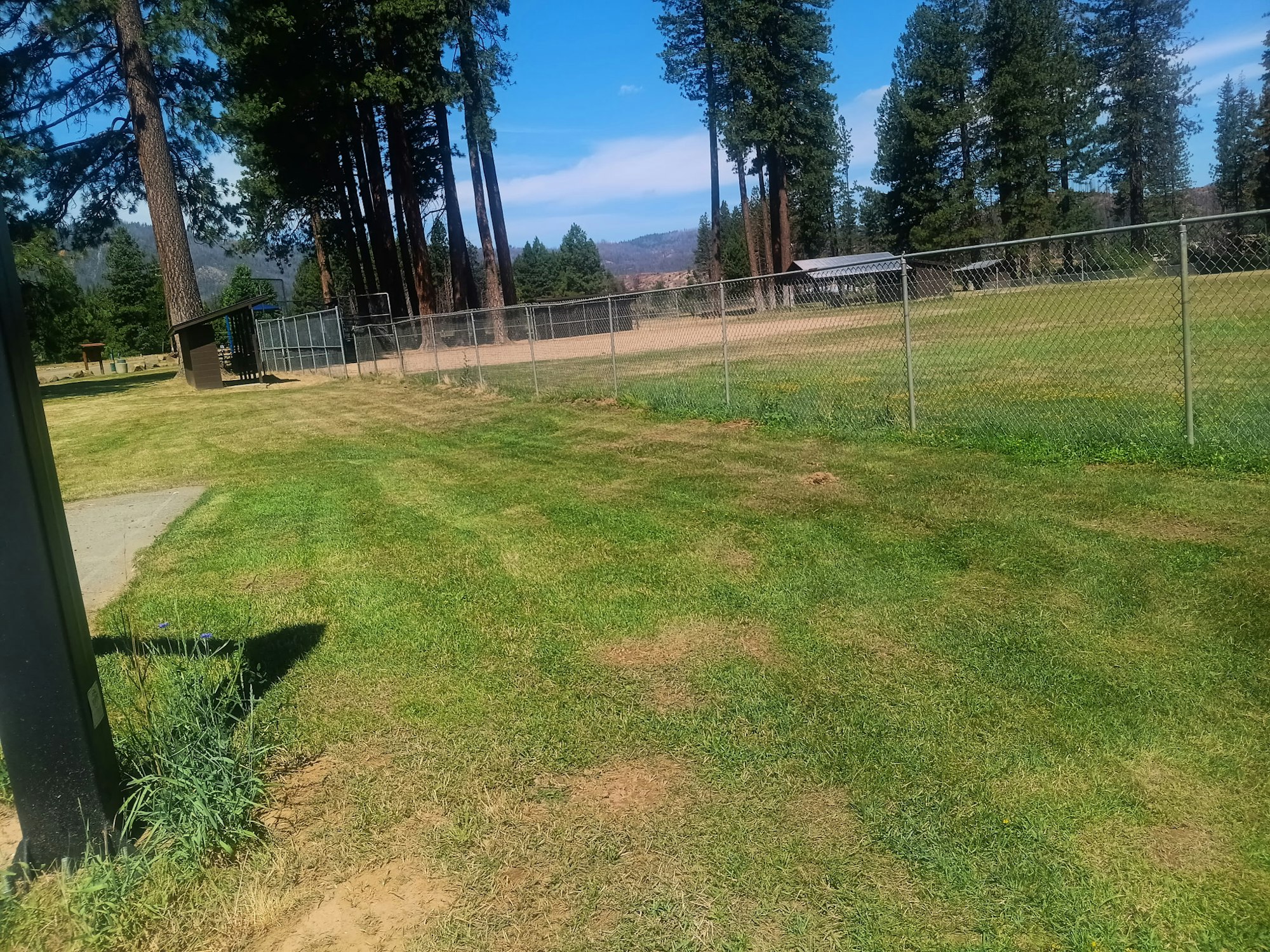 A grassy field, a chain-link fence, and tall trees under a blue sky.