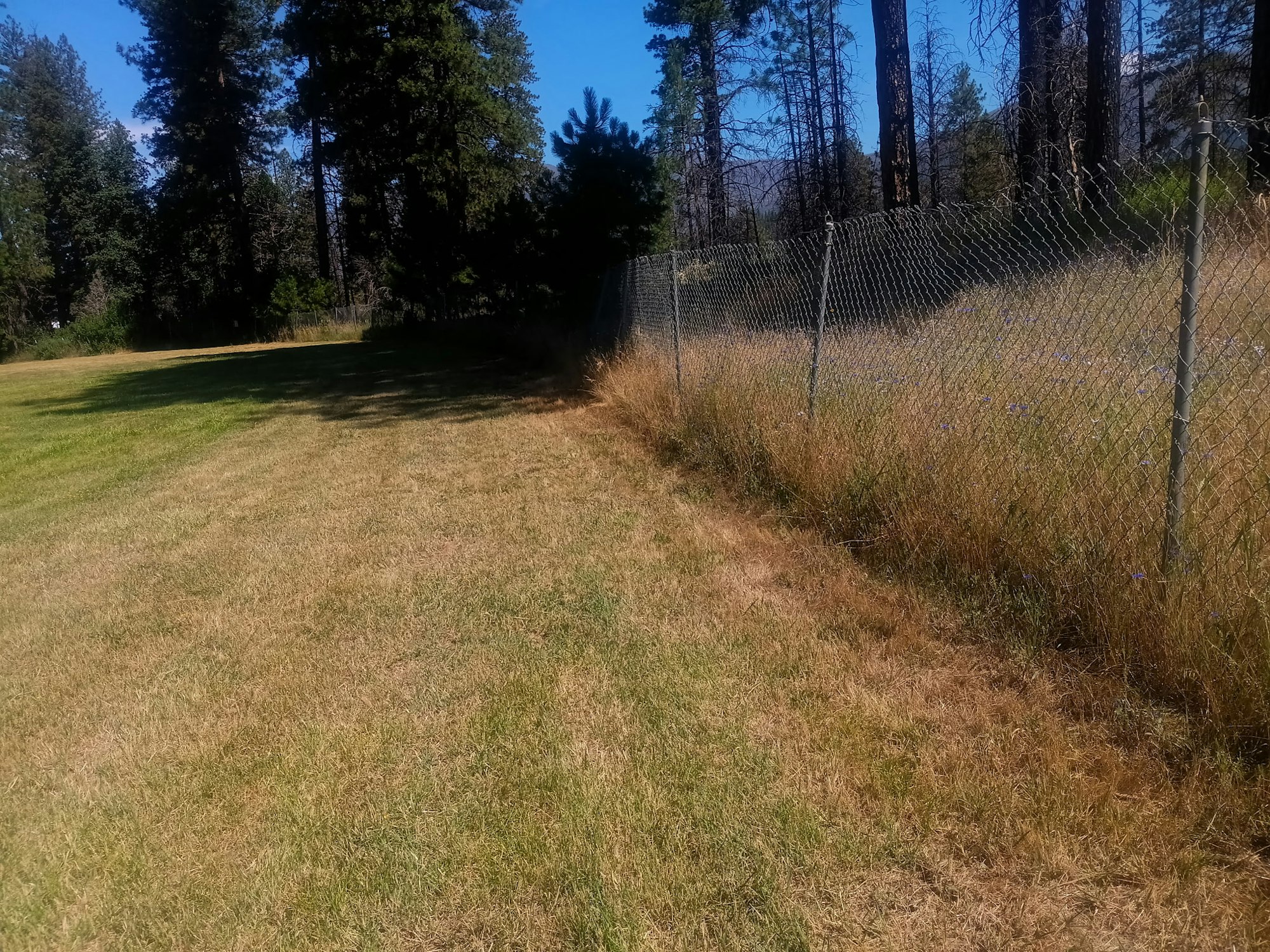A grassy field with a chain-link fence, trees, and a clear blue sky.