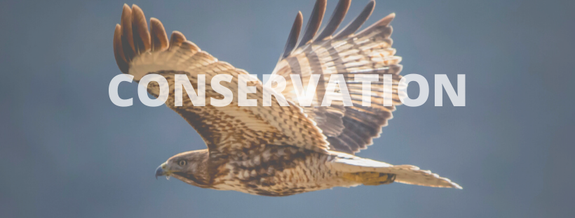 A soaring bird of prey, likely a hawk, with the word "CONSERVATION" prominently displayed in the foreground.