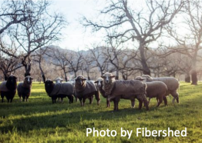 A group of sheep on a grassy field with bare trees and mountains in the background.