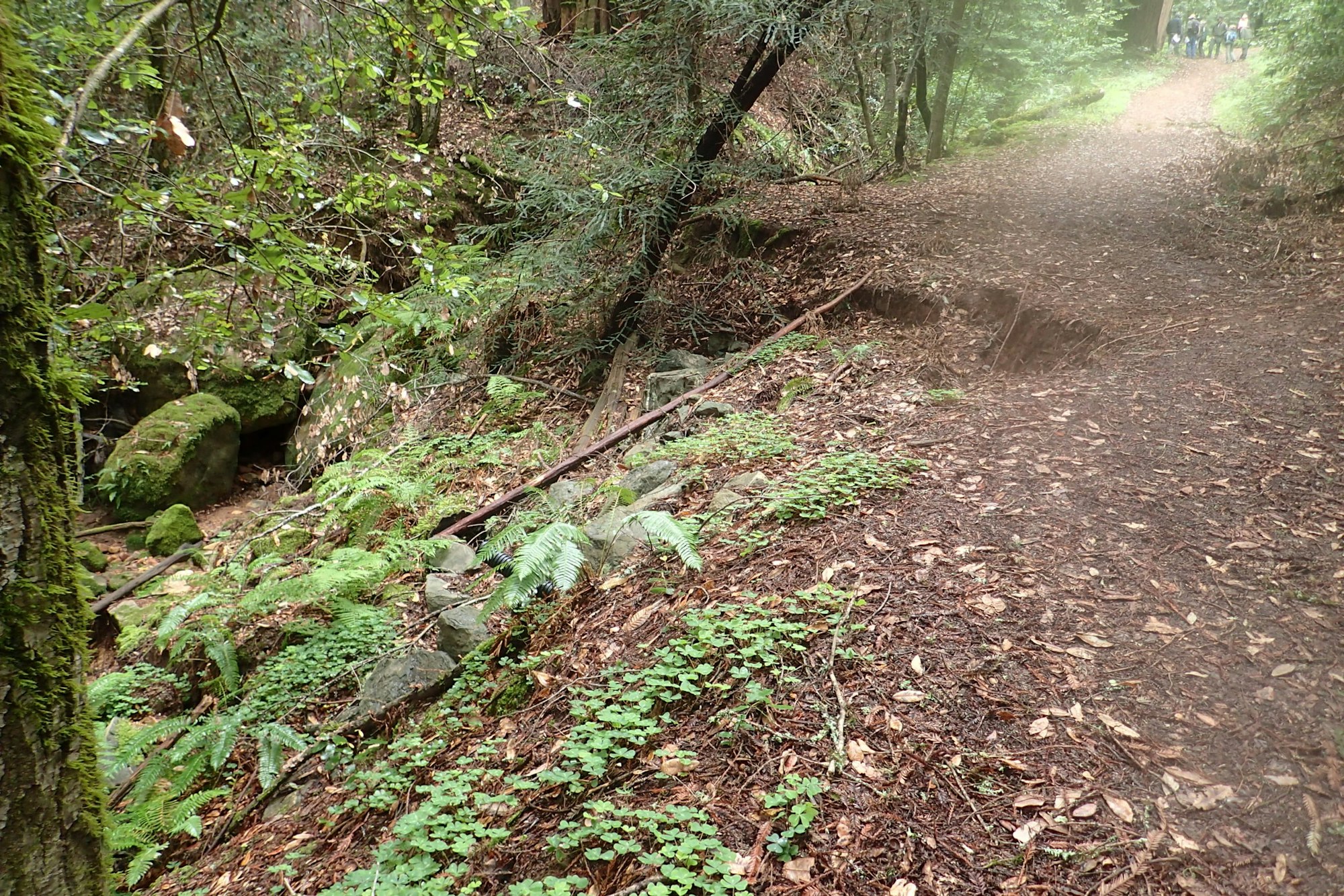 A forest path with lush greenery, ferns, and rocks, alongside a small stream. A few people walk in the distance on the trail.