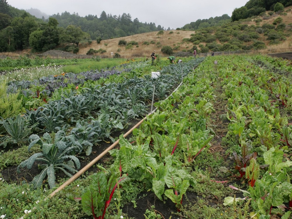 A lush farm with rows of green vegetables, including kale and Swiss chard, against a backdrop of hills on a cloudy day.