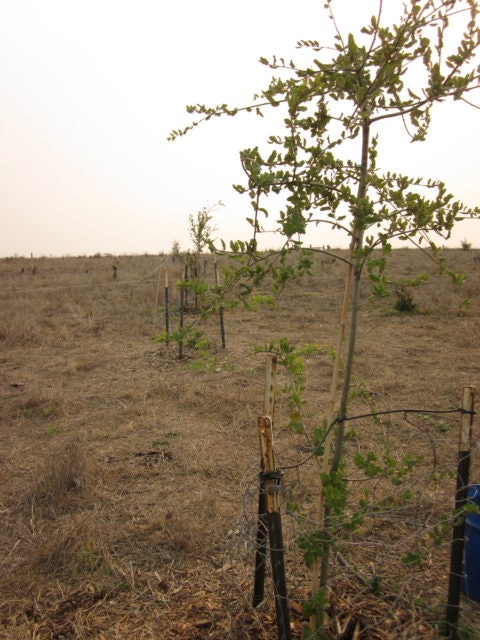 Image shows young trees planted in a dry, open field, with sparse vegetation and fencing around some of the trees.