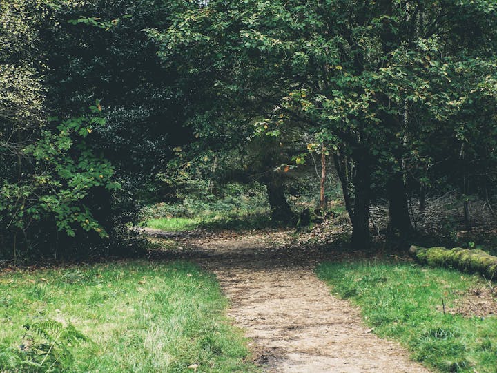 A serene forest path with lush trees and a verdant clearing.