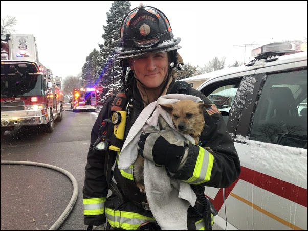 Firefighter holding rescued dog from structure fire