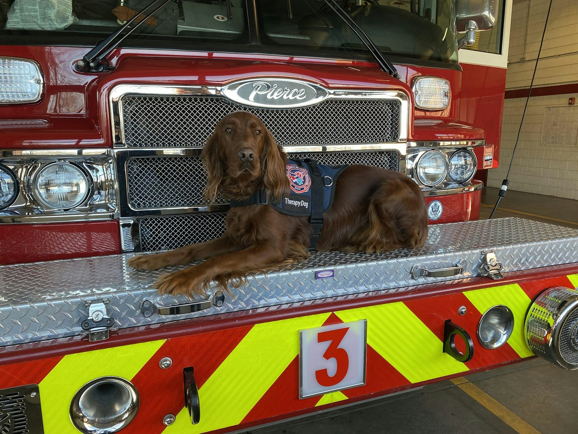 Remmey, one of West Metro's therapy dogs, sitting on the bumper of West Metro Engine 3.