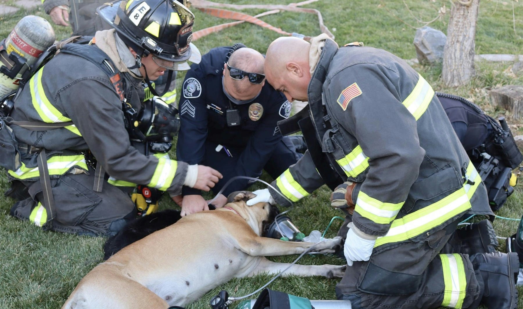 Picture shows firefighters administering aid to a dog that inhaled smoke during a structure fire.