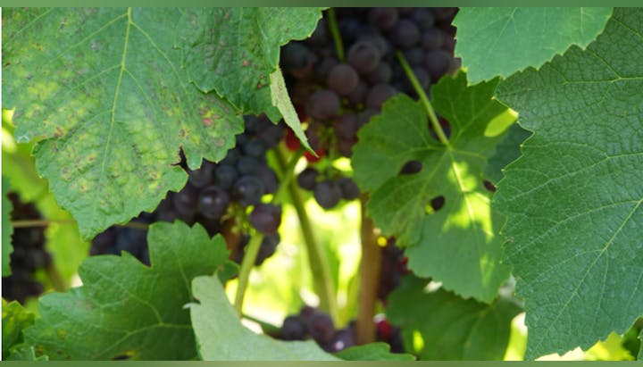 The image features vibrant green grape leaves with clusters of dark purple grapes peeking through.