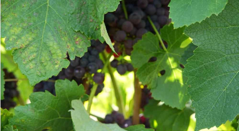 The image features vibrant green grape leaves with clusters of dark purple grapes peeking through.