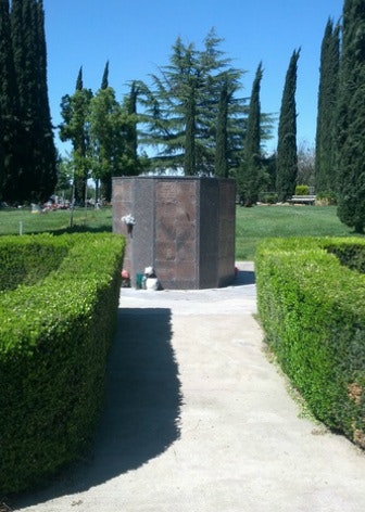 May contain: fence, hedge, plant, tree, conifer, outdoors, and grass