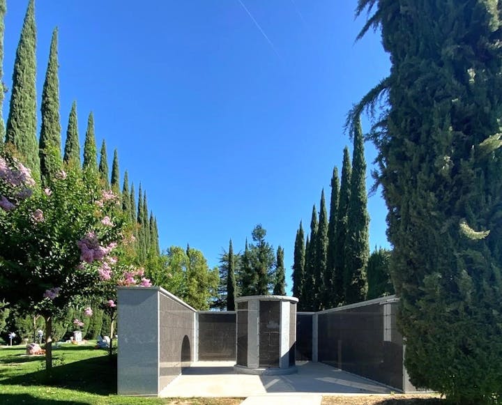 May contain: outdoors, plant, tree, and conifer