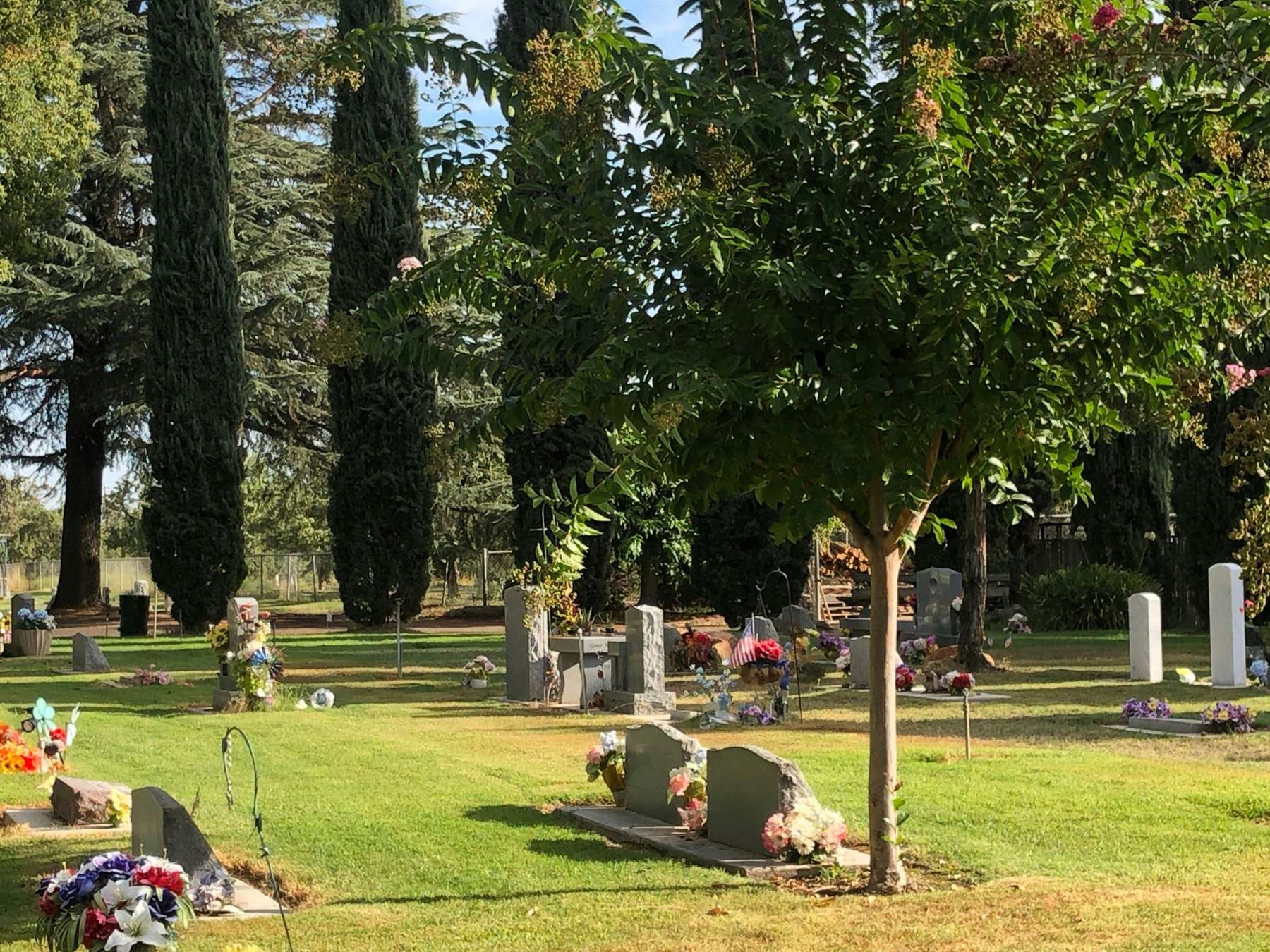May contain: outdoor, tree, headstones, grass, flowers.