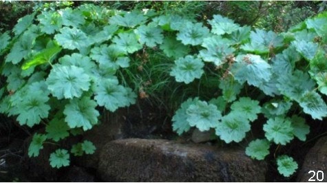 Tauhindauli Park native Indian Rhubarb, also called Umbrella Plant or Elephant Ears along river.