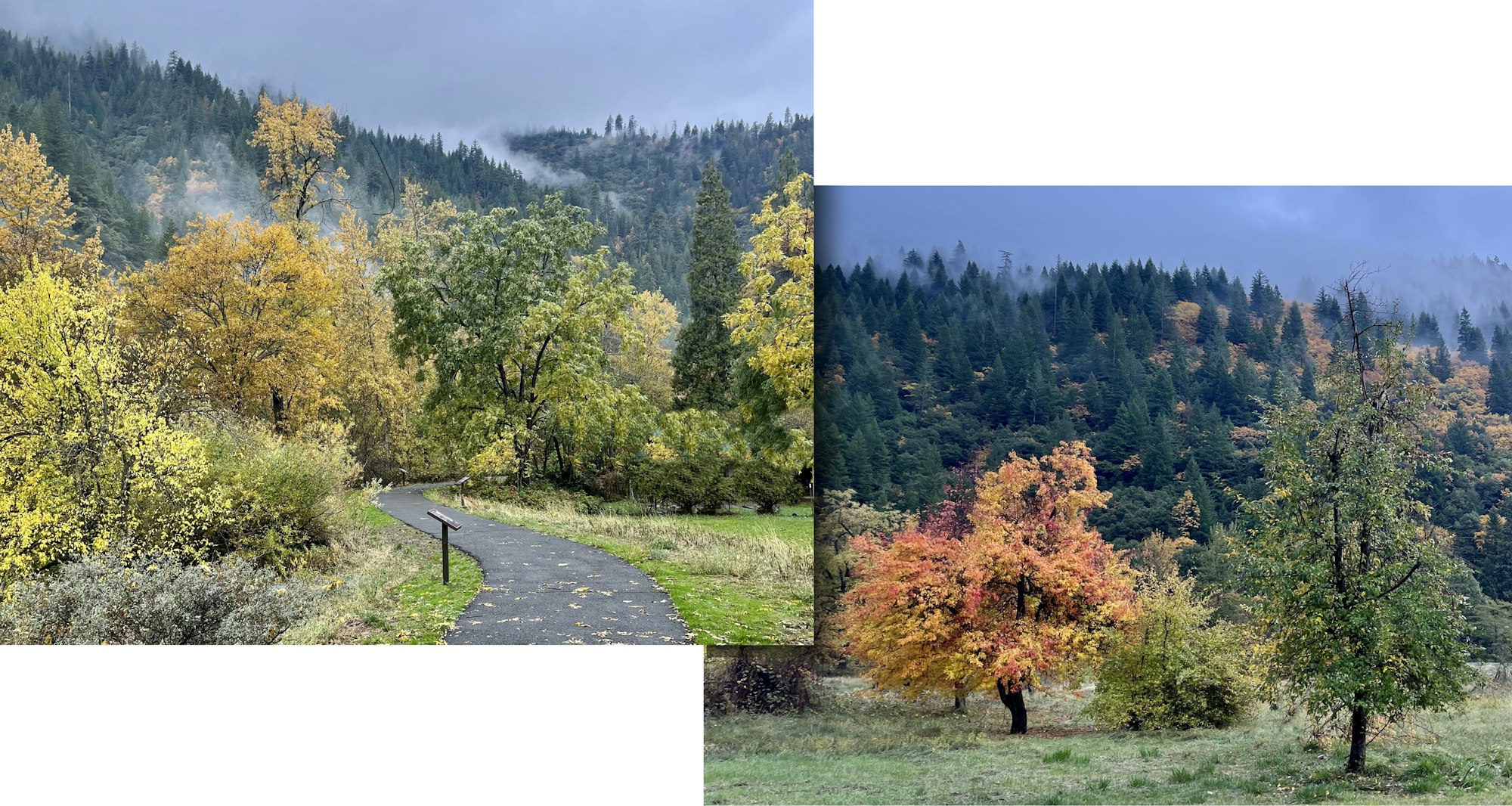 May contain: tree, plant, fir, conifer, vegetation, woodland, outdoors, nature, land, collage, art, scenery, road, and person