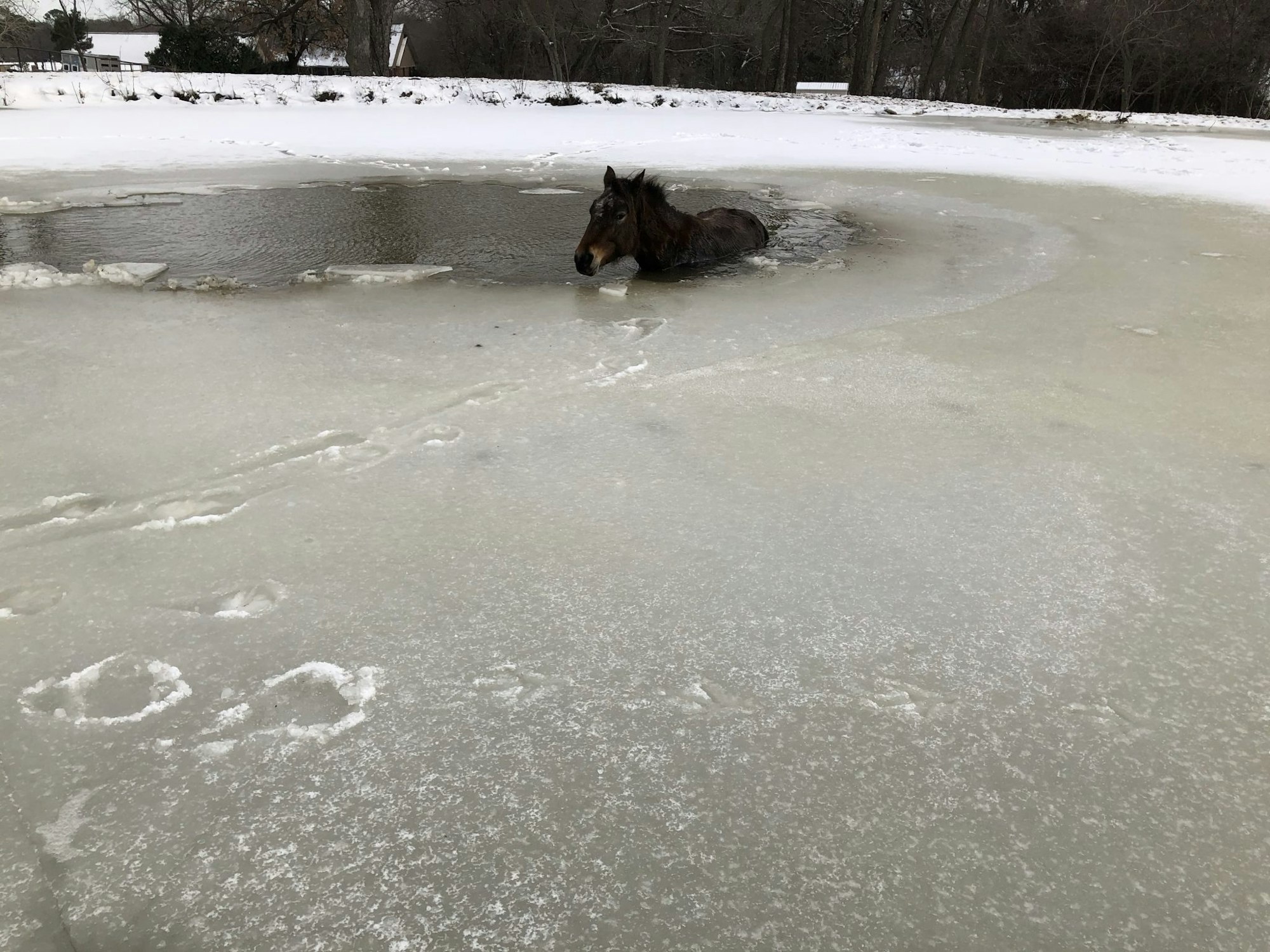 A horse is partially submerged in a hole on a frozen pond.