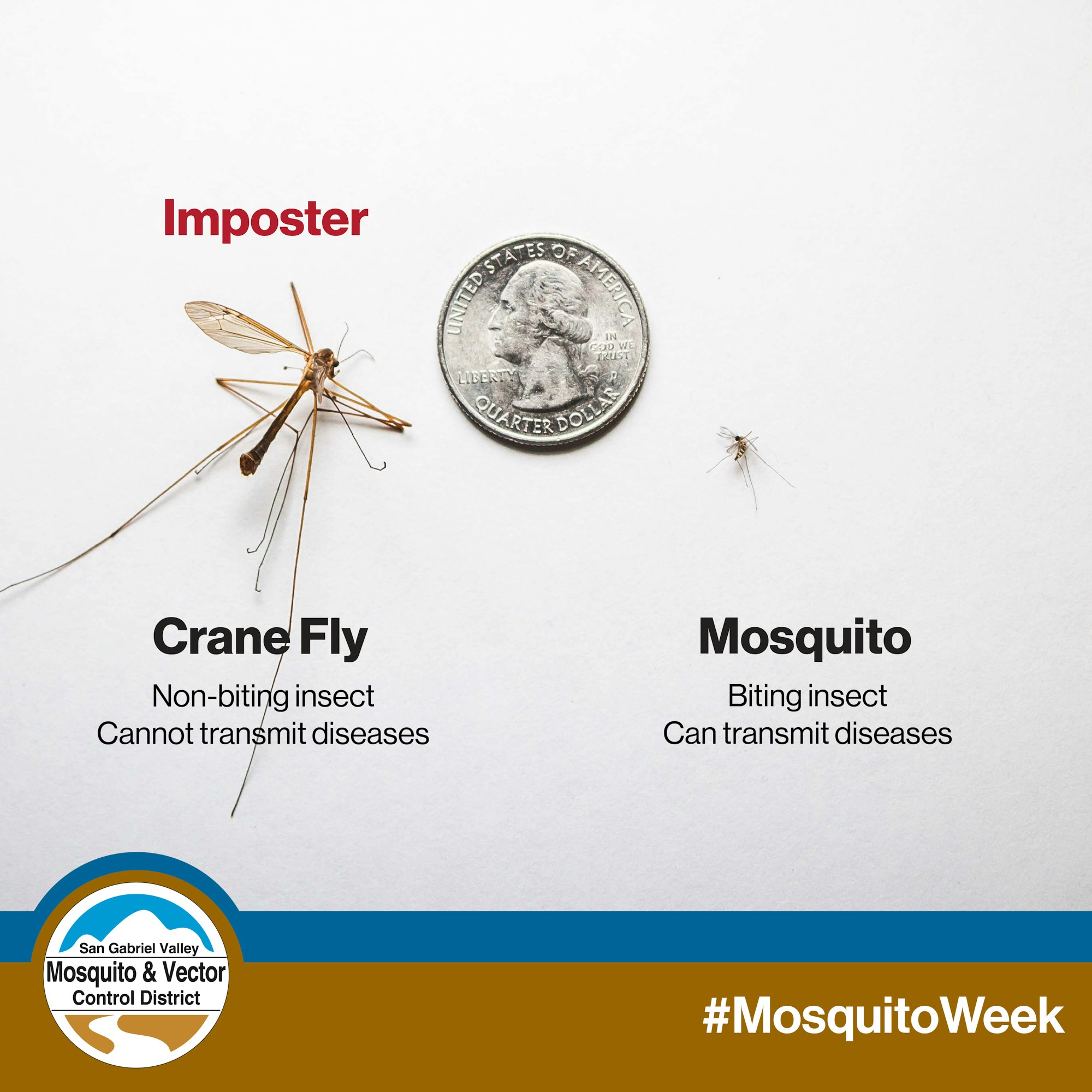 Crane fly (large, non-biting), quarter, mosquito (small, biting), #MosquitoWeek awareness.