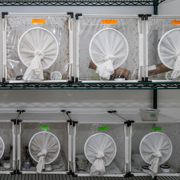The image shows several insect containers on shelves, each with mesh tops and some insects visible inside.