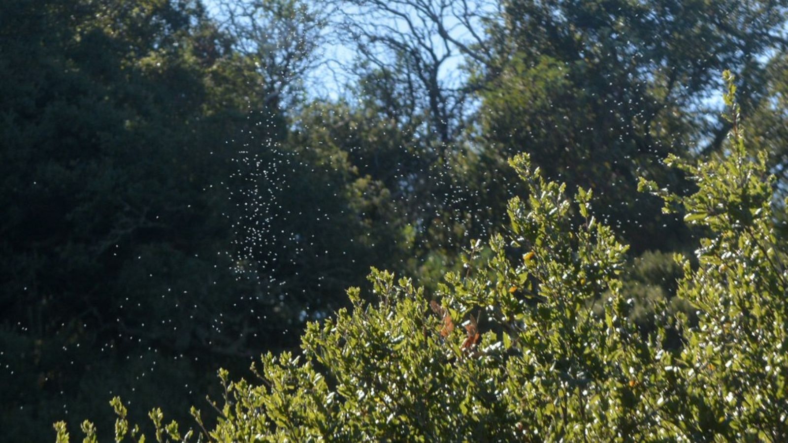 A swarm of midges