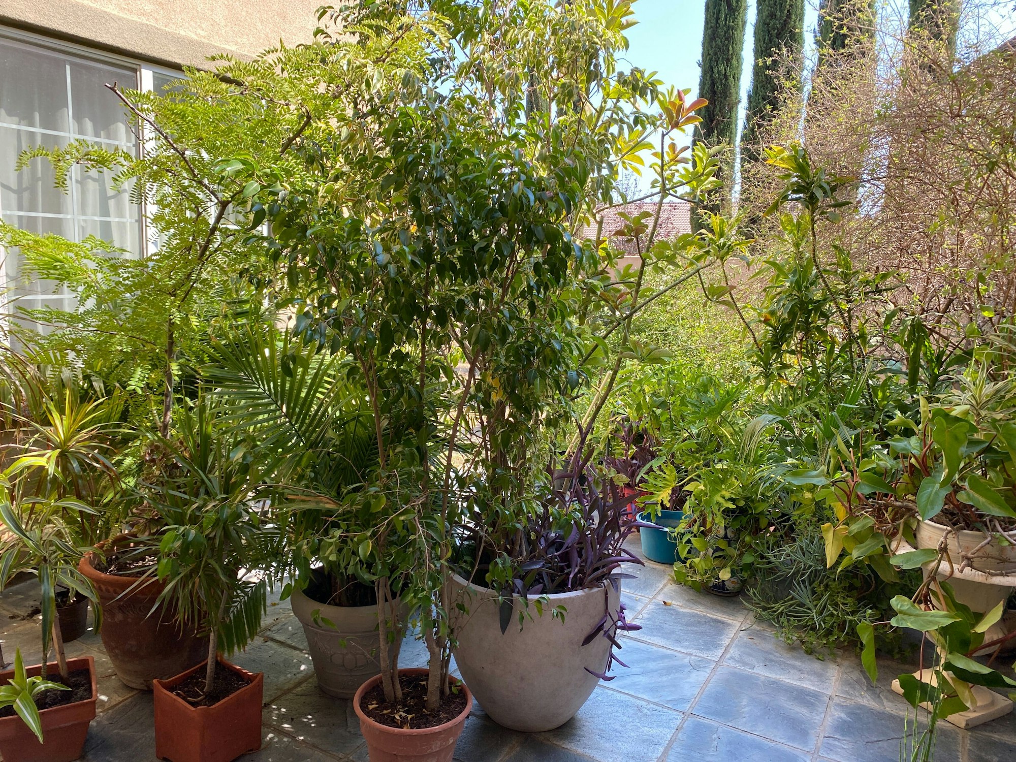 A lush collection of potted plants fills a patio, featuring a variety of greenery and shades, with sunlight filtering through.