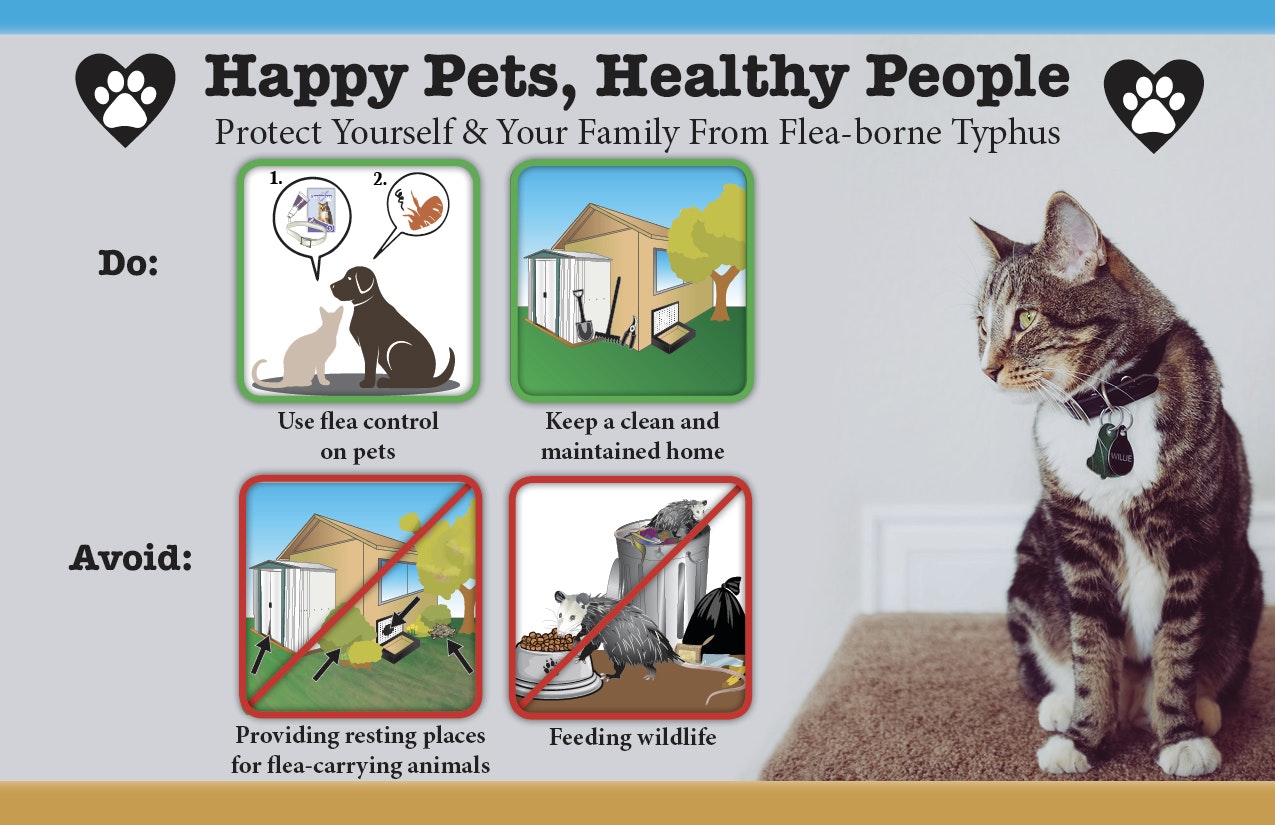 May contain: mammal, pet, animal, and cat