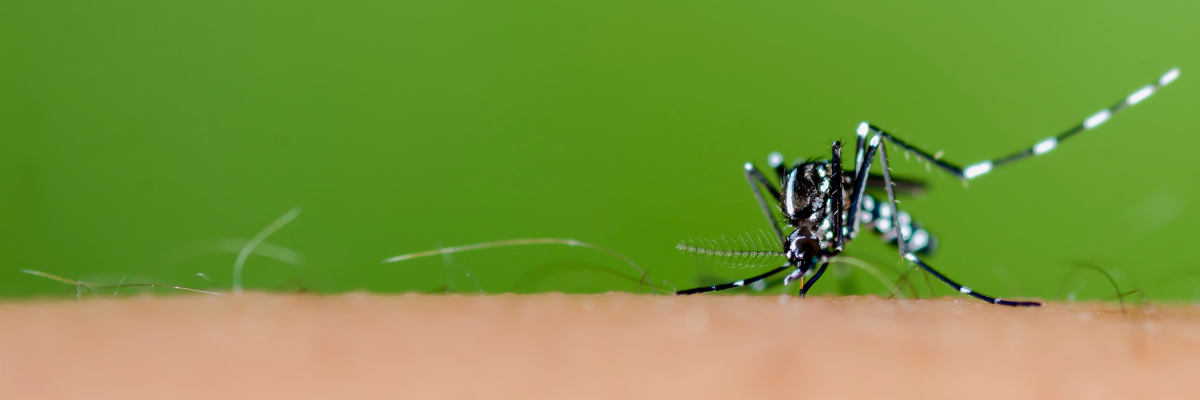 Close-up of a mosquito with a black and white pattern on a person's skin against a green background.