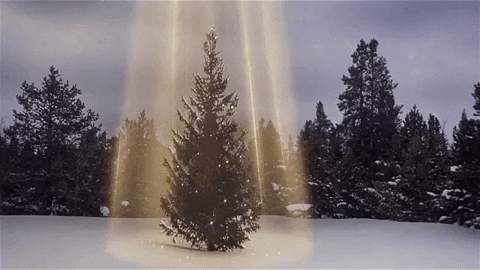 Tree Gif