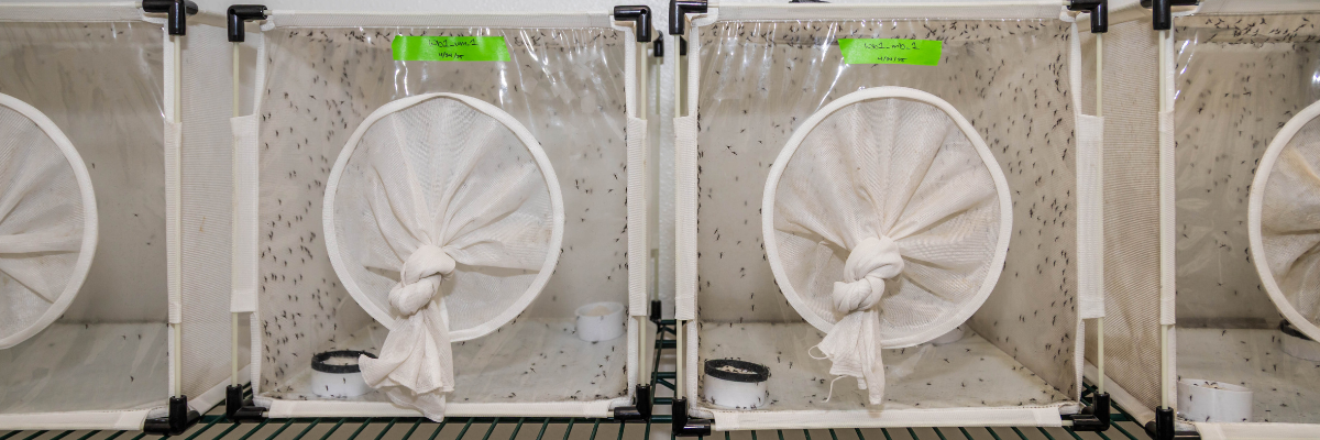Mesh containers with nets and small insects inside, possibly for scientific study or breeding.