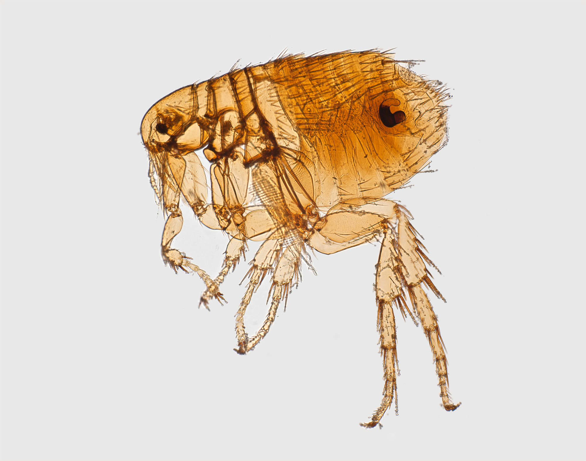 rat flea can spread typhus to animals and people