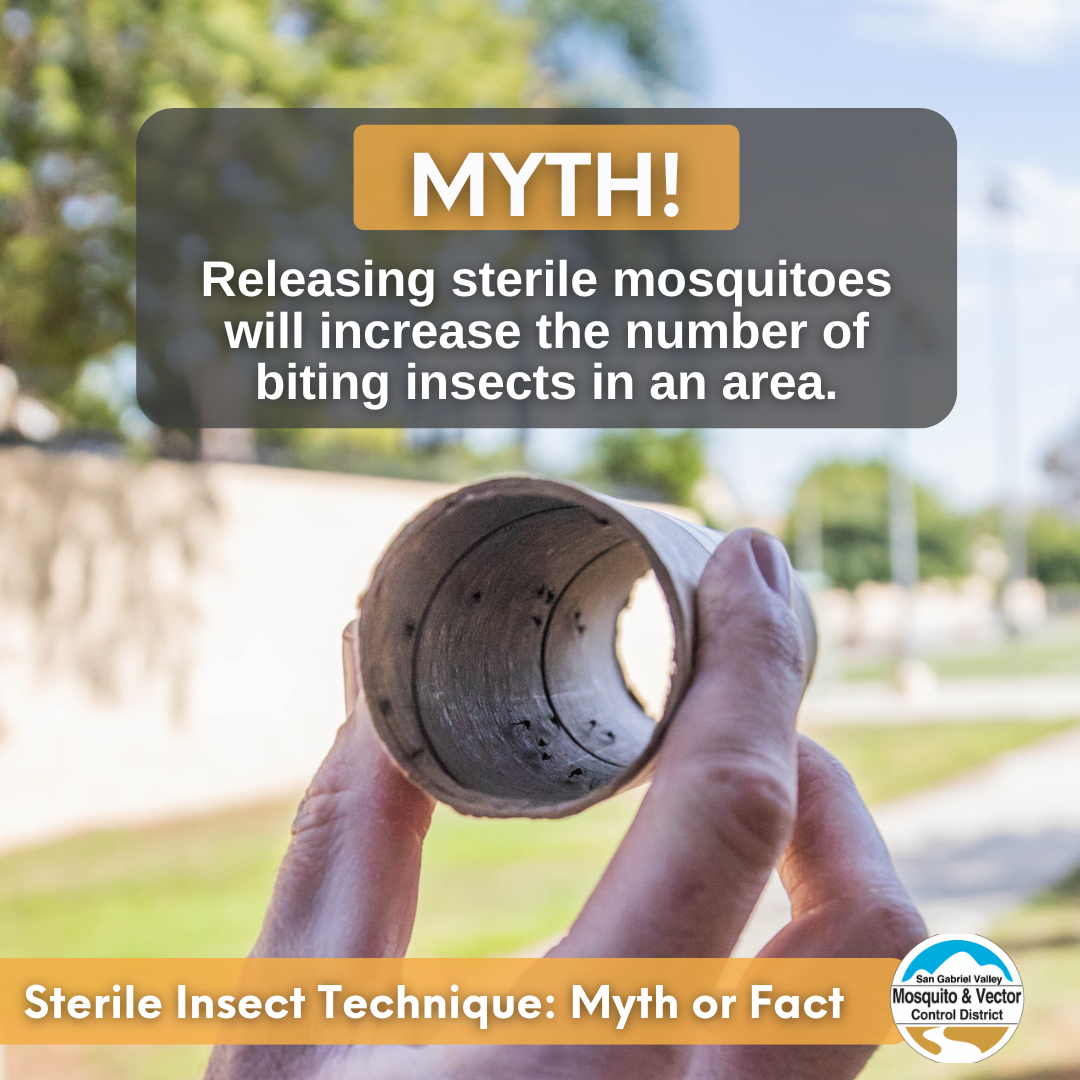 The image dispels the myth that releasing sterile mosquitoes increases biting insect populations.