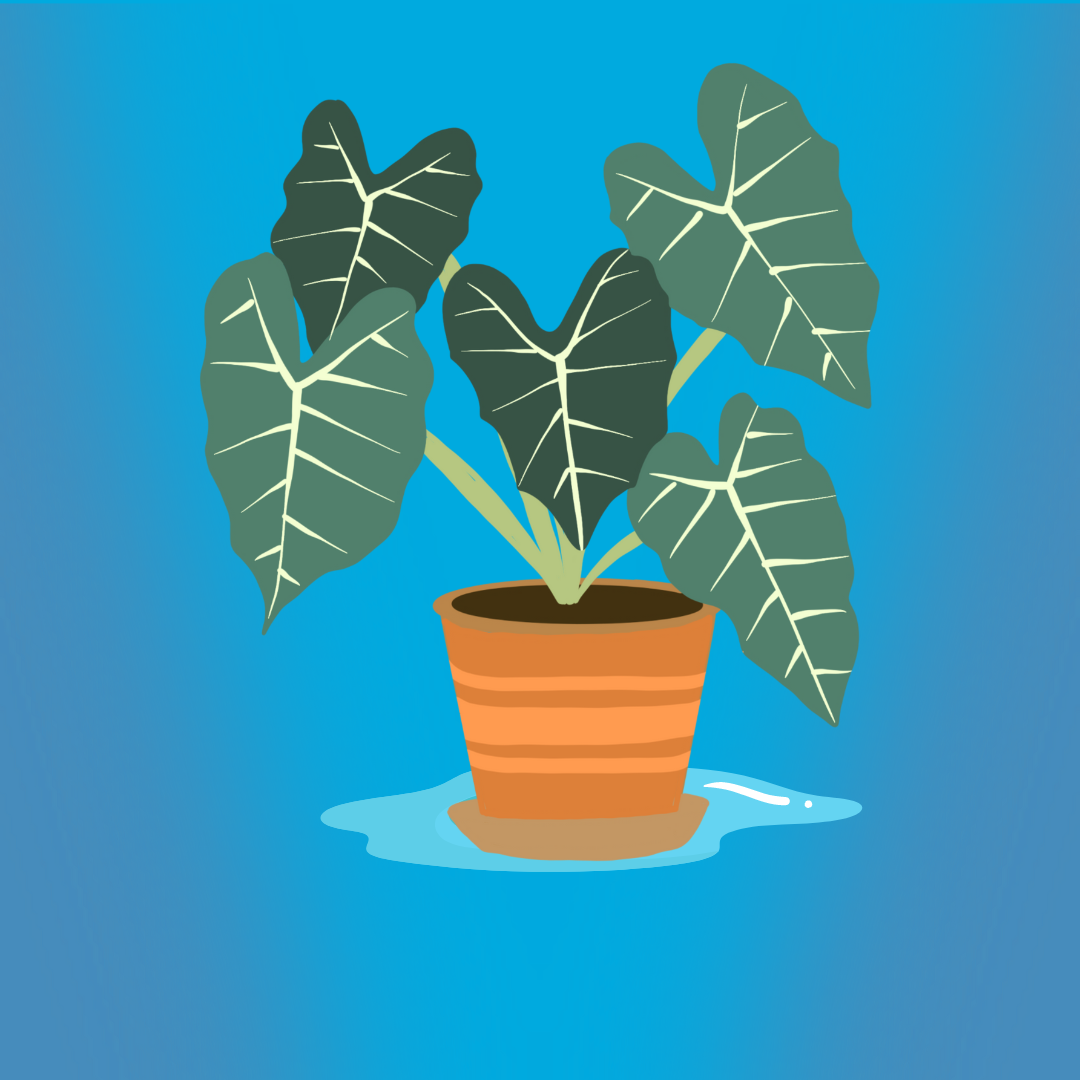 Illustration of a potted plant with large leaves against a blue background.