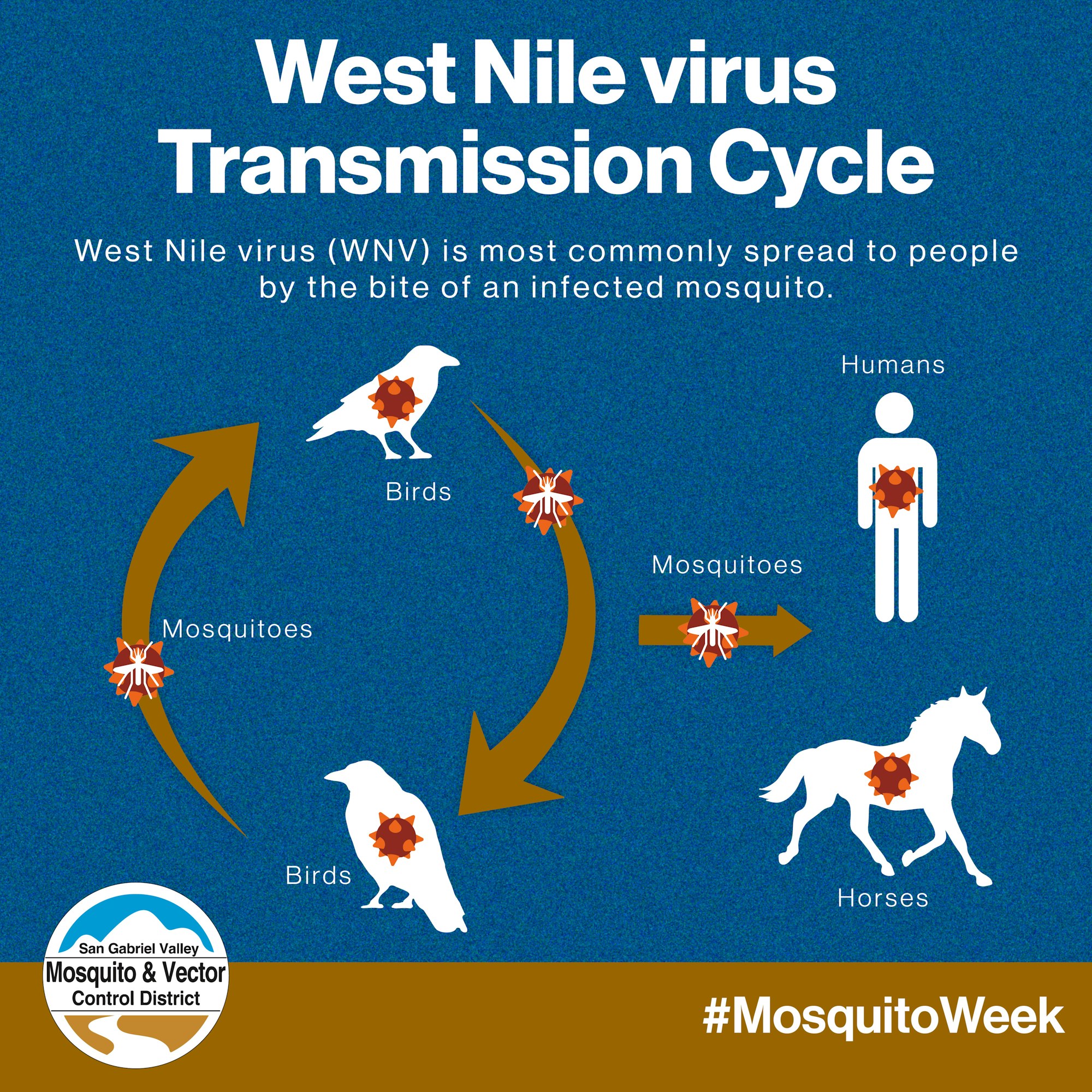 West Nile virus spreads through mosquitoes, primarily from birds, also affecting humans and horses. #MosquitoWeek