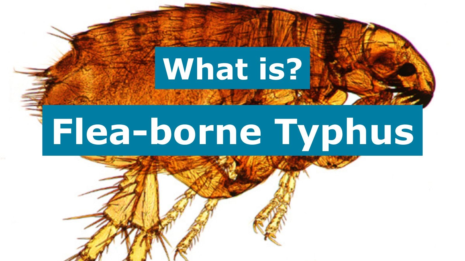 Image of a flea with text: "What is? Flea-borne Typhus."
