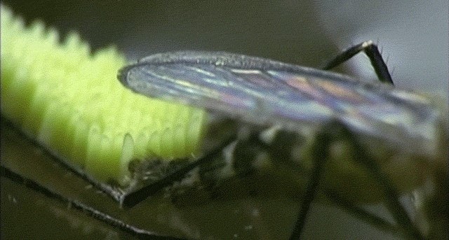 May contain: insect, animal, and invertebrate