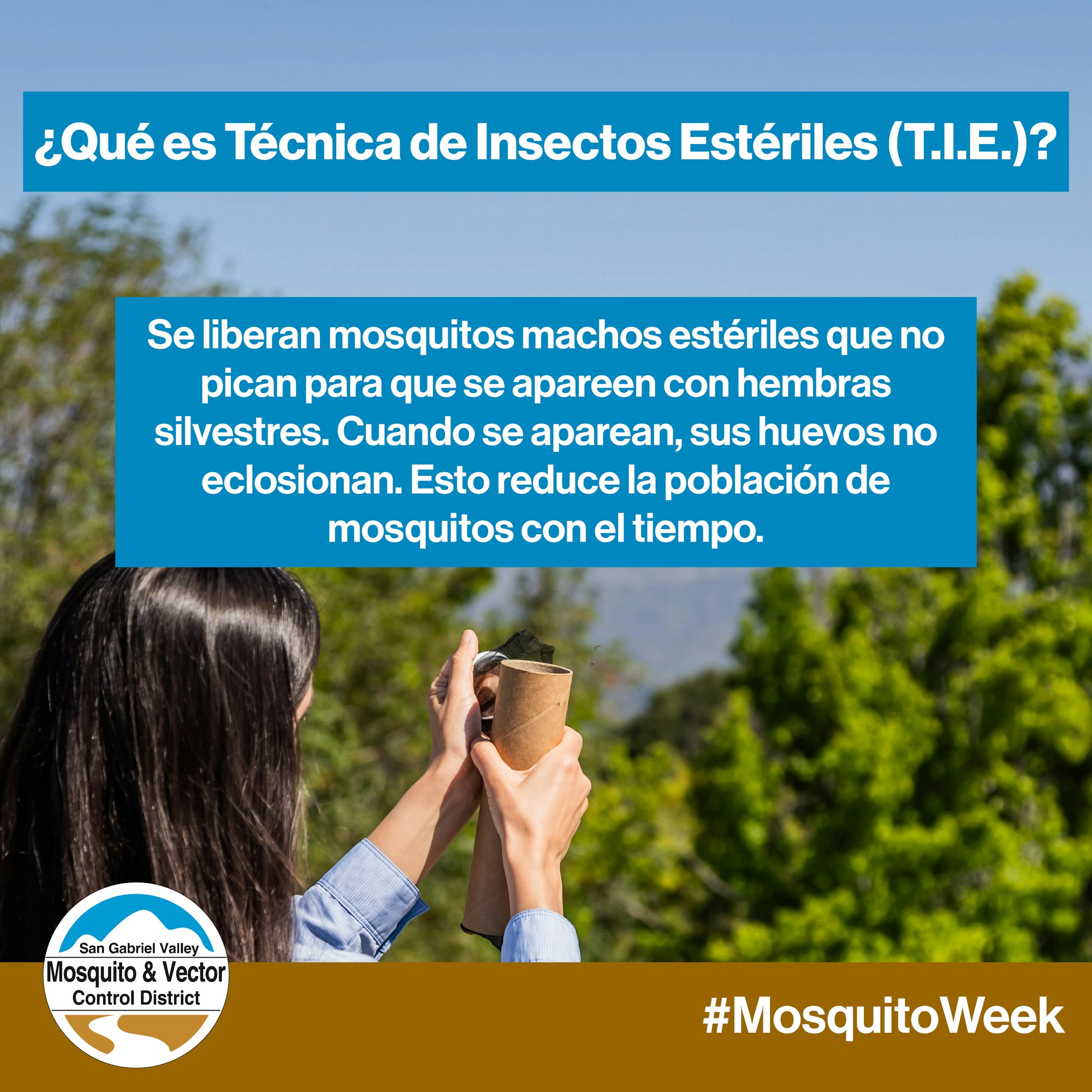 Image explaining sterile insect technique to reduce mosquito populations by releasing sterile males to prevent egg hatching. #MosquitoWeek