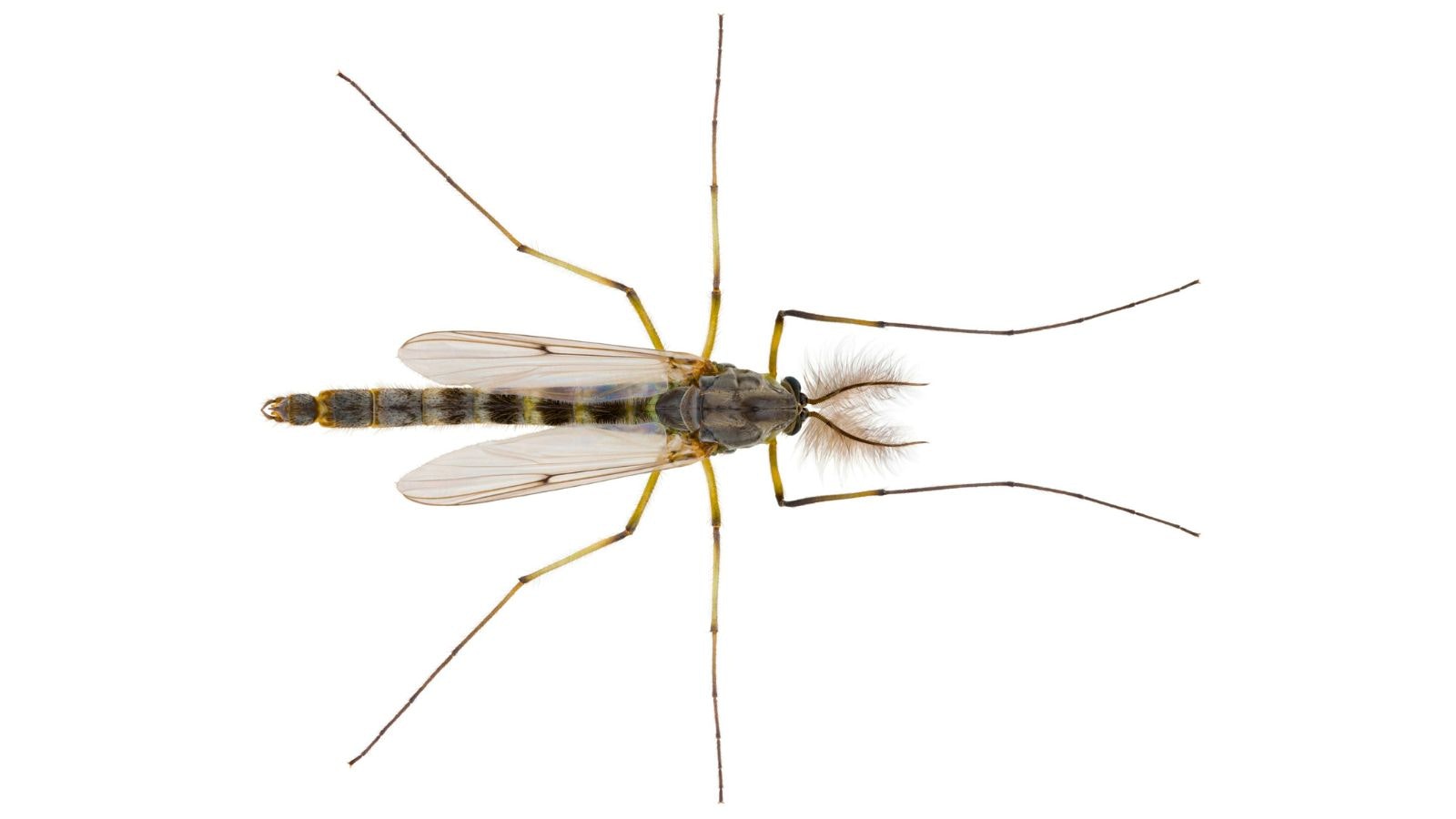 A close-up of a mosquito with detailed wings and thin legs, on a white background.
