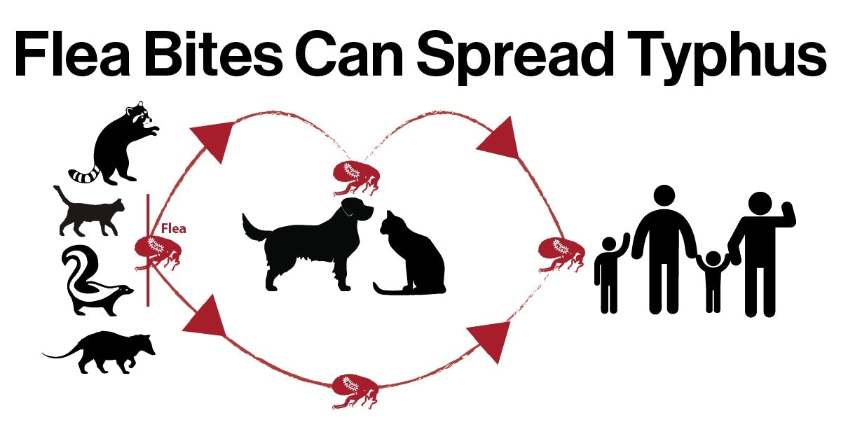 The image explains how flea bites from animals can spread typhus to humans.