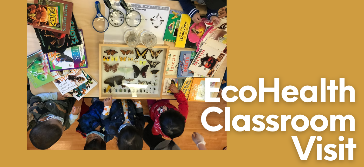 Children learning about insects, observing specimens, and engaging with educational books during an EcoHealth classroom visit.