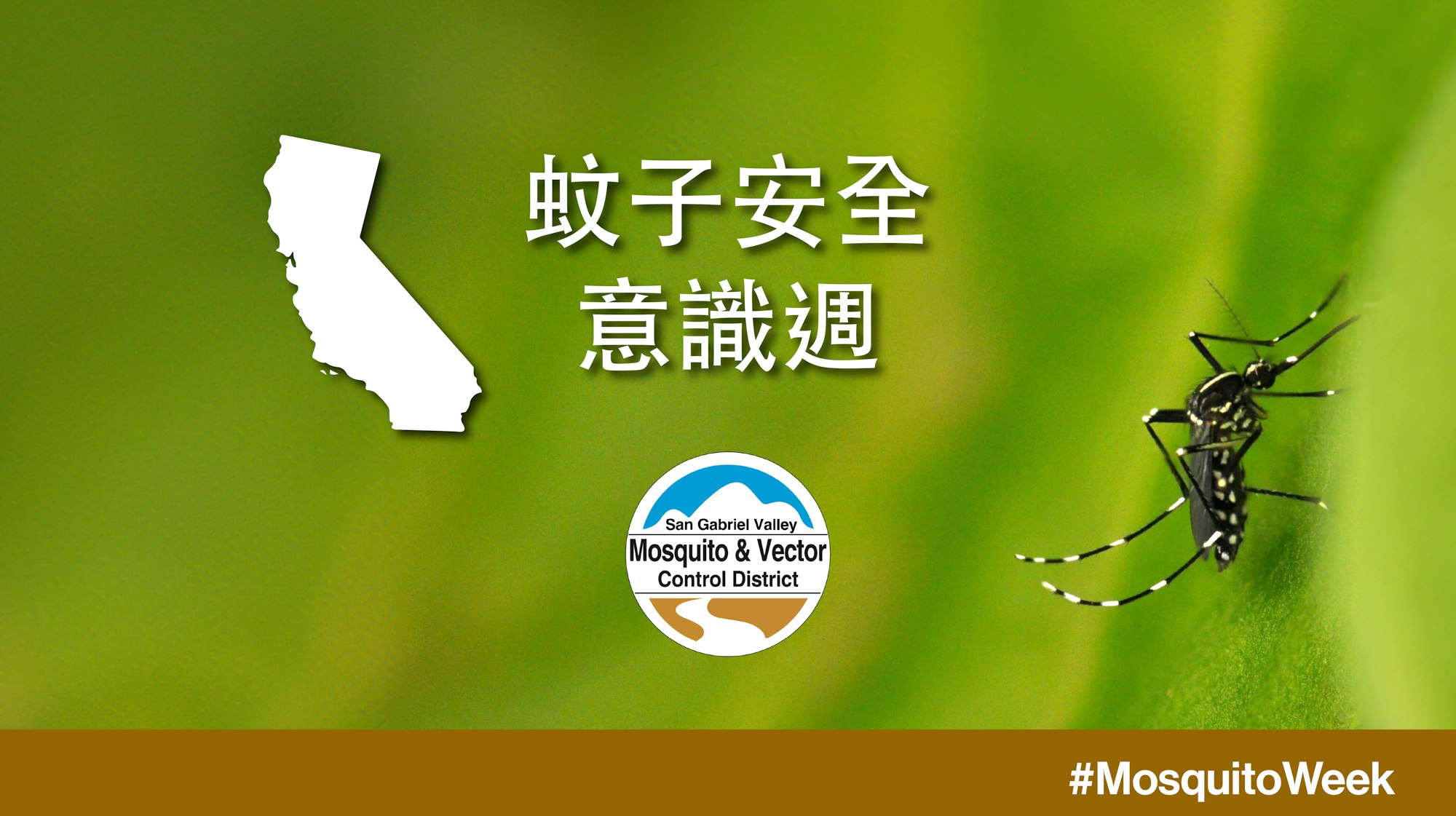 California shape, Chinese text, mosquito image, San Gabriel Valley Mosquito & Vector Control logo, #MosquitoWeek hashtag.