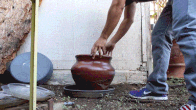 man dumping out old water in plant pot saucer