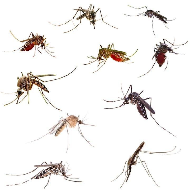 Various mosquitoes on a white background, showcasing different body patterns and colors.
