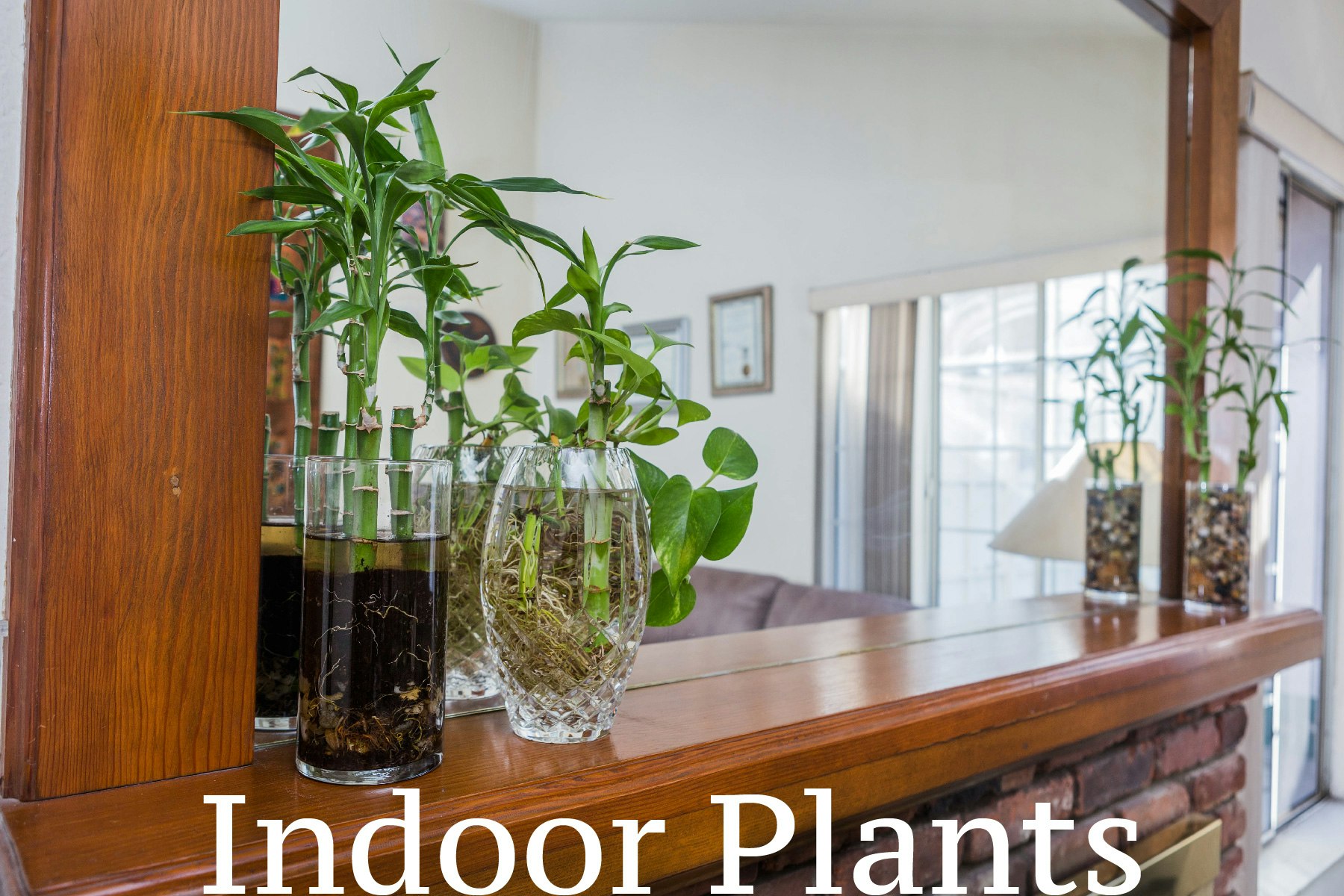 May contain: vase, pottery, jar, plant, potted plant, planter, and herbs