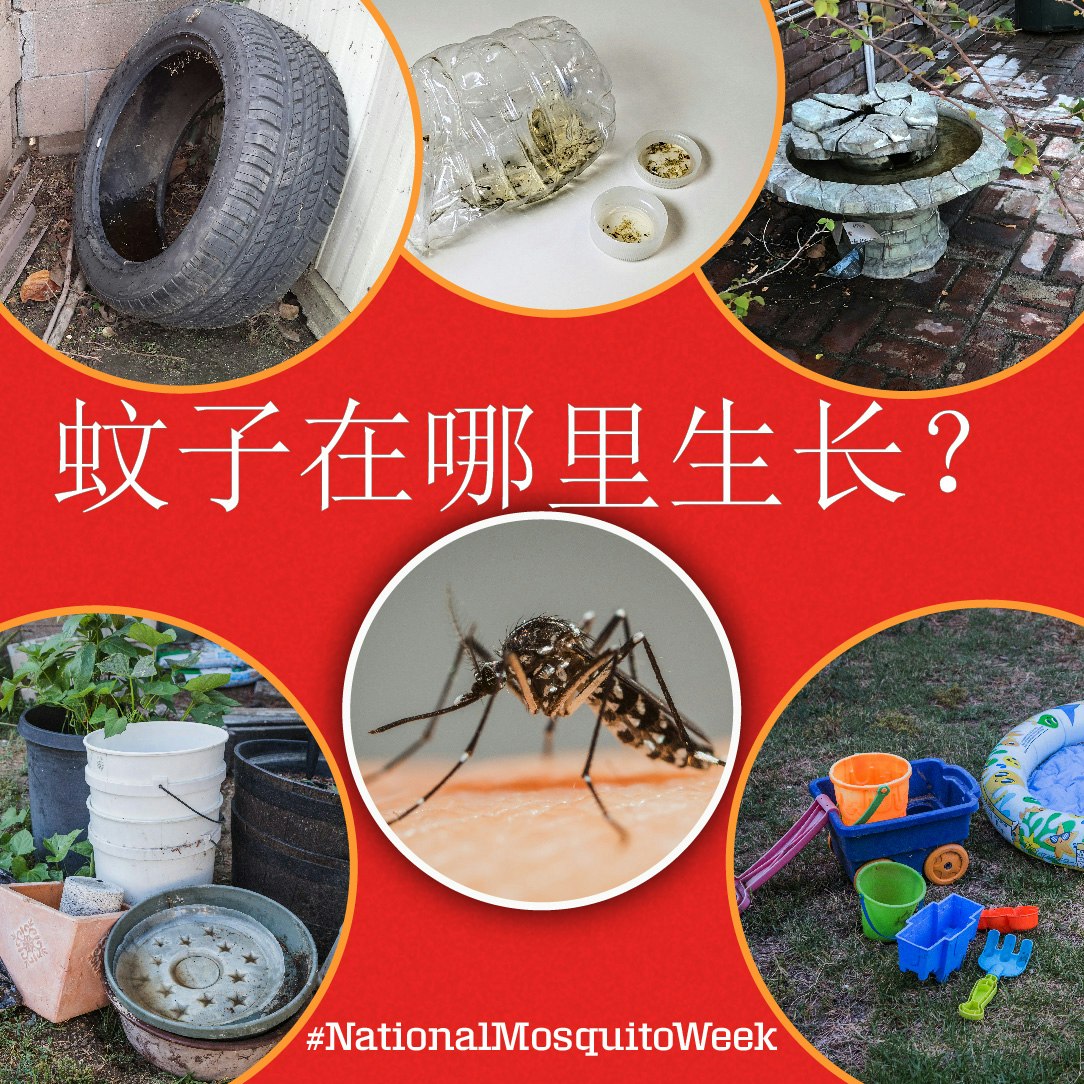 May contain: animal, arachnid, invertebrate, and spider